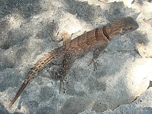 Madagascar spiny-tailed iguana (Oplurus cyclurus)