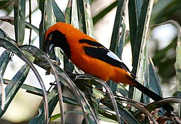 Orange-backed Troupial (Icterus croconotus) foraging in palm leaves ... (28540007281).jpg