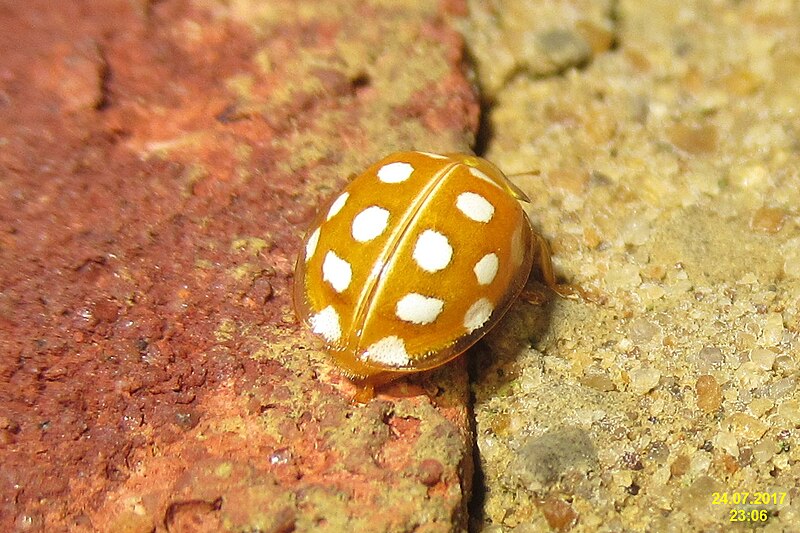 File:Orange ladybird (BG) (36864397483).jpg