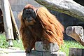 Orangutan-Columbus-zoo.JPG