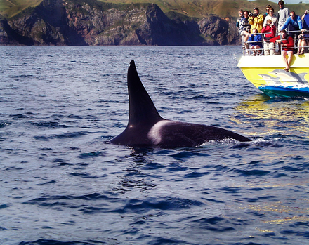 Dolphin watchers view an orca near Paihia