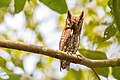 * Nomination Oriental Scops-Owl. By User:Mildeep --Nirmal Dulal 10:16, 30 March 2024 (UTC) * Promotion  Support Good quality. --Ermell 10:39, 30 March 2024 (UTC)