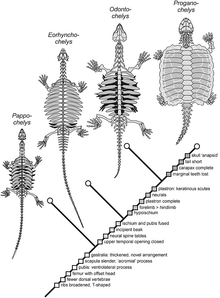 Diagram of origins of turtle body plan through the Triassic: isolated bony plates evolved to form a complete shell.[34]
