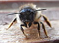 Osmia rufa