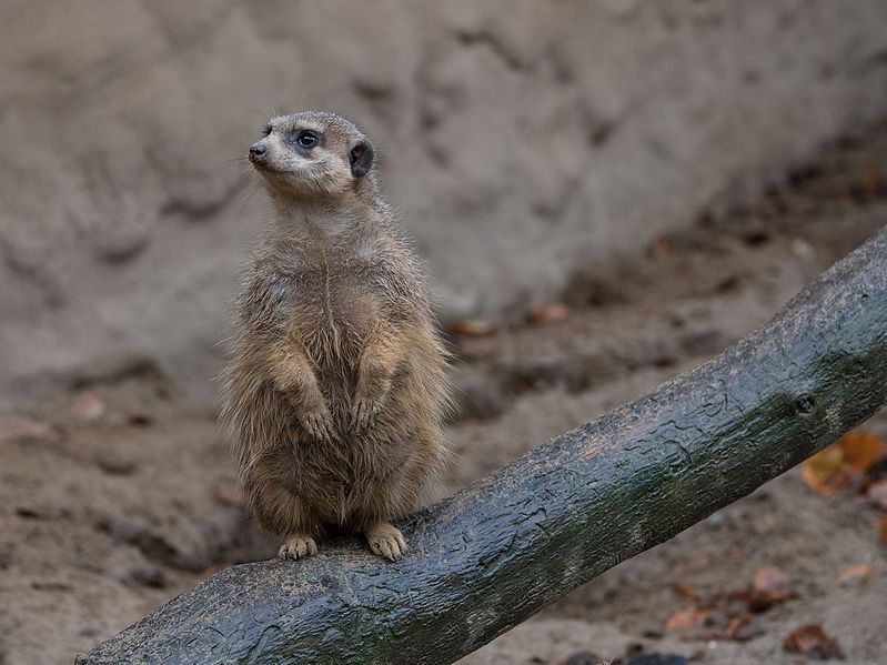 File:Osnabrück - Zoo - Suricata Suricatta 02.jpg