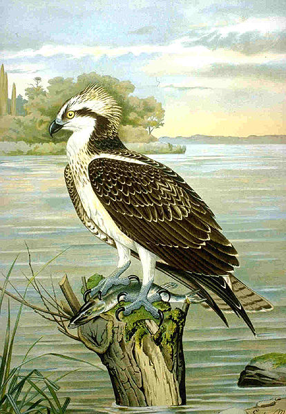 File:Osprey.jpg