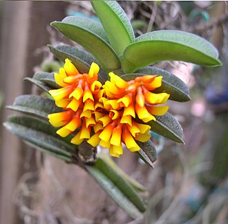 Calyptrochilum aurantiacum, a critically endangered species. Ossiculum aurantiacum P.J.Cribb & Laan.jpg