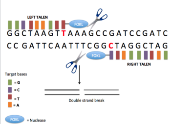General overview of the TALEN process Overview of TALENs.png