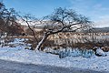 English: Willow at the east bay Deutsch: Weide an der Halbinselpromenade