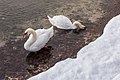 English: Mute swans Deutsch: Höckerschwäne