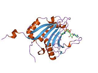 EIF4EBP1 Protein-coding gene in the species Homo sapiens