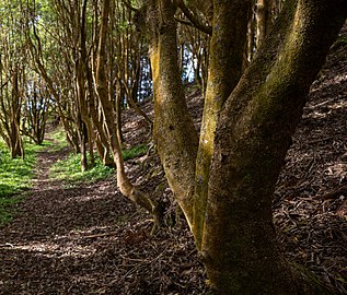 PR04 SMA hiking trail, Santa Maria, Azores, Portugal