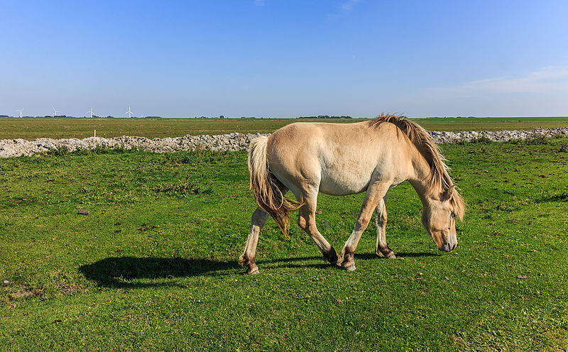 File:Paarden zorgen voor begrazing. Locatie, Noarderleech Provincie Friesland 01.jpg