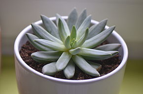 Opis zdjęcia Pachyphytum longifolium, crassulacea.JPG.