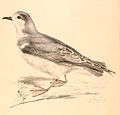 Pachyptila vittata 1838.jpg