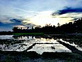 Paddy field in monsoon- The hope of farmers