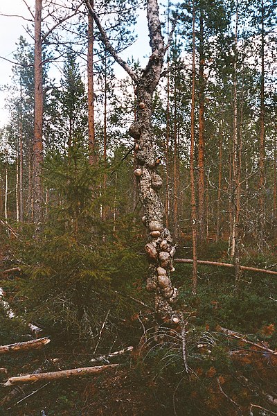 File:Pahkakoivu.jpg