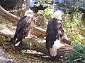 Pair of Bald Eagles at Lincoln Children's Zoo.