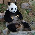 Wulki panda (Ailuropoda melanoleuca) je jedna najbóle rědkich družinow mjedwjedźow