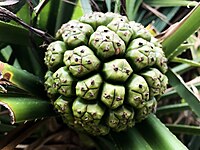 Pandanus odoratissimus in MIyako-jima IMG 4424.jpg