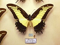 Papilio androgeus, samiec