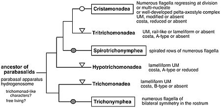 Вероятные эволюционные взаимоотношения парабазалий. Мультипликация жгутикового аппарата предположительно возникала дважды в пределах одного класса (пустой круг), а также в двух разных классах (заштрихованные круги). Треугольниками отмечены упрощения цитоскелета ундулирующией мембраны и косты[2]