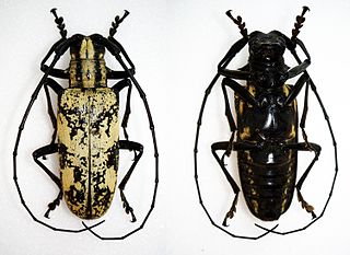 <i>Paraepepeotes</i> Genus of beetles