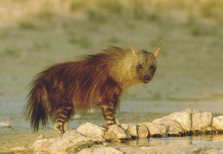 Parahyaena brunnea 5.jpg