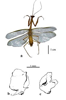 Parastagmatoptera unipunctata TaxonomicdescriptionsofmantisfromAtlnticoColombia-2 (page 20 crop).jpg