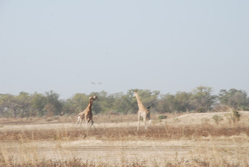 File:Parc de Waza 03.jpg