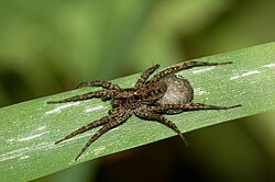 Pardosa lugubris fg01.jpg