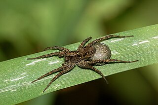 <i>Pardosa lugubris</i> Species of spider