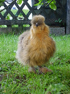 Gallina silkie de color perdiu