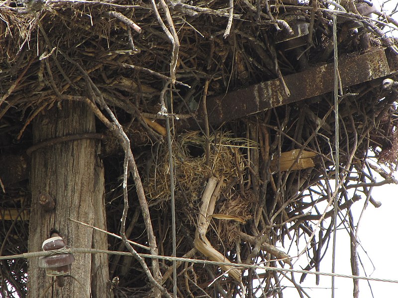 File:Passer hispaniolensis nest.jpg