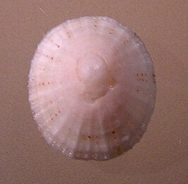 Eoacmaea profunda