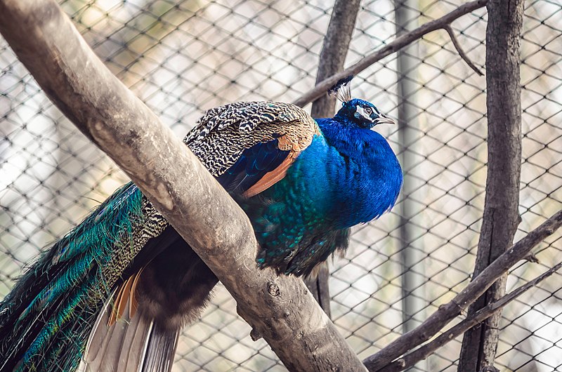 Slika:Peacock in Mykolaiv Zoo.jpg
