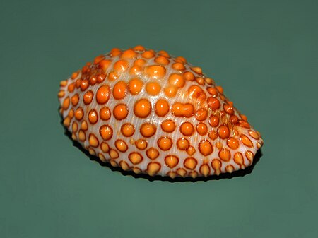 Jenneria pustulata