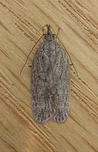 <i>Pedois lewinella</i> Species of moth