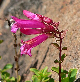 <i>Penstemon newberryi</i> Species of flowering plant