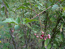 Pink peppercorn - Wikipedia