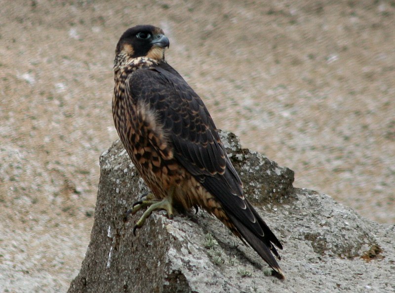 File:PeregrineFalconperched.jpg