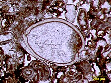 Articulated ostracod valves in cross-section from the Permian of central Texas; typical thin section view of an ostracod fossil PermianOstracod.jpg