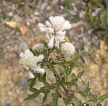 Petrophile diversifolia.jpg