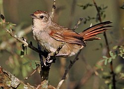 Phacellodomus sibilatrix - Little thornbird (cropped).JPG