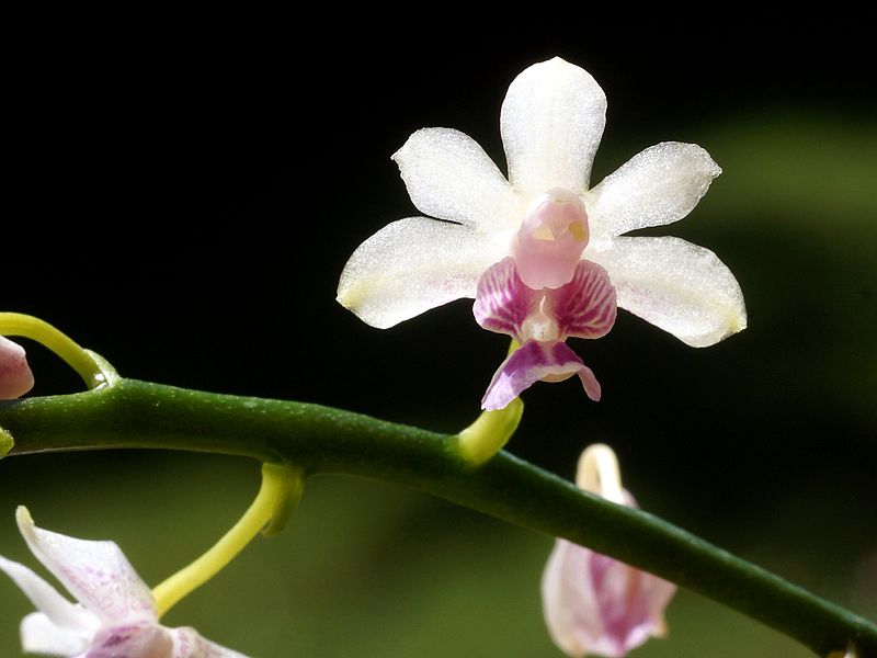 File:Phalaenopsis decumbens Orchi 006.jpg