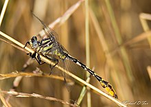 Phanogomphus militaris 3781493.jpg