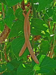 Phaseolus coccineus Fruits