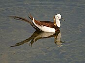 Pheasant-tailed Jacana (Hydrophasianus chirurgus) in Hyderabad W IMG 8376.jpg