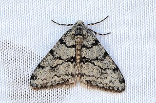 <i>Apocheima strigataria</i> Species of moth