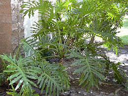 (Philodendron bipinnatifidum)